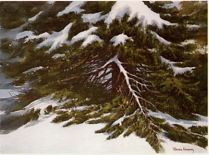 December Spruce